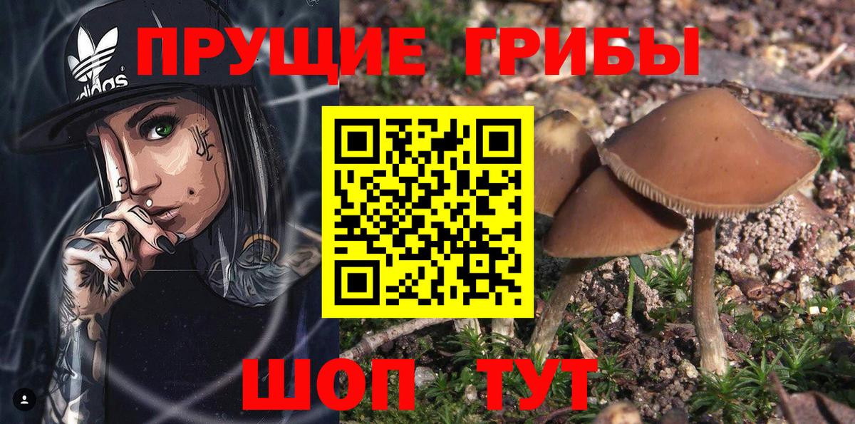 Псилоцибиновые грибы GOLDEN TEACHER  Вход с VPN  Владикавказ 